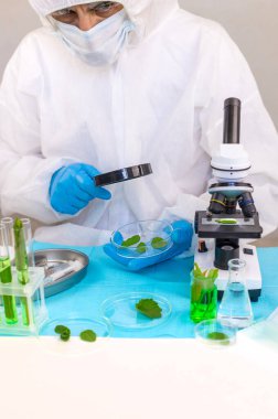 Laboratuvardaki bitkilerin araştırması. Seçici odaklanma. Doğa.