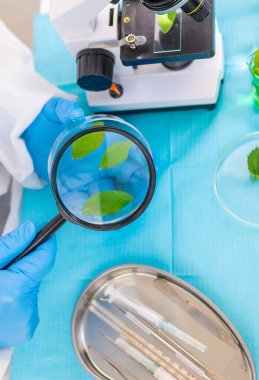 Laboratuvardaki bitkilerin araştırması. Seçici odaklanma. Doğa.