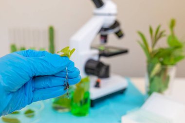 Laboratuvardaki bitkilerin araştırması. Seçici odaklanma. Doğa.