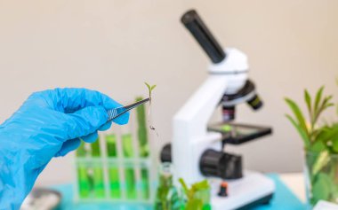 Laboratuvardaki bitkilerin araştırması. Seçici odaklanma. Doğa.