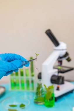 Laboratuvardaki bitkilerin araştırması. Seçici odaklanma. Doğa.