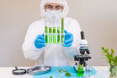 Laboratuvardaki bitkilerin araştırması. Seçici odaklanma. Doğa.