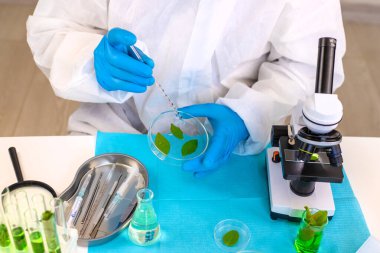 Laboratuvardaki bitkilerin araştırması. Seçici odaklanma. Doğa.