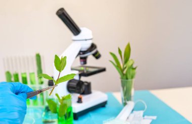 Laboratuvardaki bitkilerin araştırması. Seçici odaklanma. Doğa.