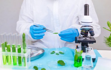 Laboratuvardaki bitkilerin araştırması. Seçici odaklanma. Doğa.