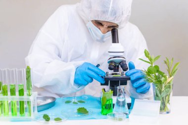 Laboratuvardaki bitkilerin araştırması. Seçici odaklanma. Doğa.