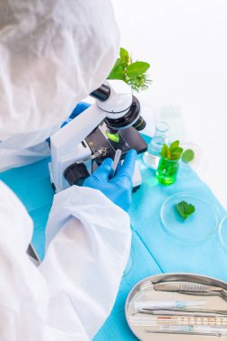 Laboratuvardaki bitkilerin araştırması. Seçici odaklanma. Doğa.