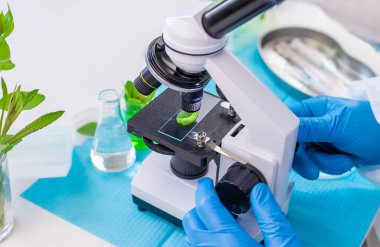 Laboratuvardaki bitkilerin araştırması. Seçici odaklanma. Doğa.