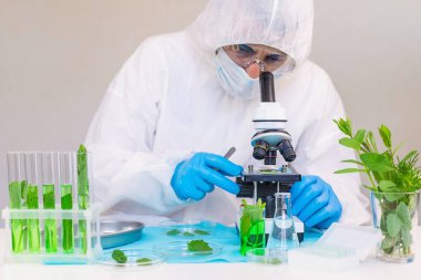 Laboratuvardaki bitkilerin araştırması. Seçici odaklanma. Doğa.