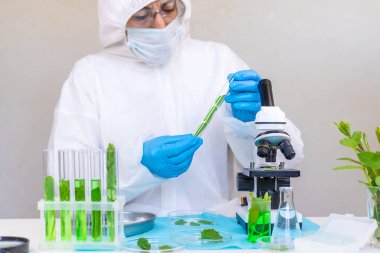 Laboratuvardaki bitkilerin araştırması. Seçici odaklanma. Doğa.