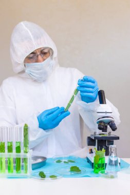 Laboratuvardaki bitkilerin araştırması. Seçici odaklanma. Doğa.