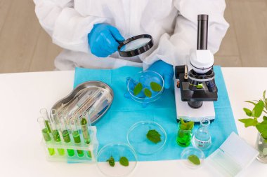 Laboratuvardaki bitkilerin araştırması. Seçici odaklanma. Doğa.