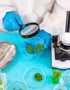 Laboratuvardaki bitkilerin araştırması. Seçici odaklanma. Doğa.