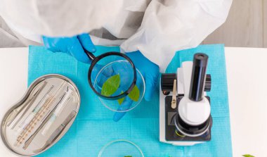 Laboratuvardaki bitkilerin araştırması. Seçici odaklanma. Doğa.