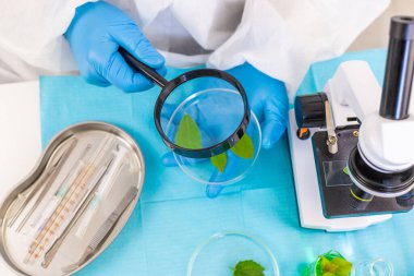 Laboratuvardaki bitkilerin araştırması. Seçici odaklanma. Doğa.