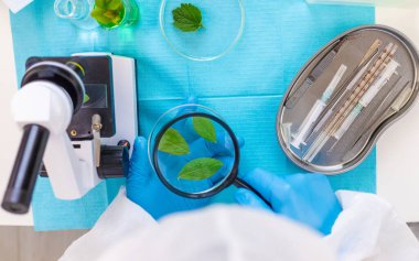 Laboratuvardaki bitkilerin araştırması. Seçici odaklanma. Doğa.