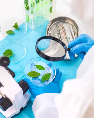 Laboratuvardaki bitkilerin araştırması. Seçici odaklanma. Doğa.