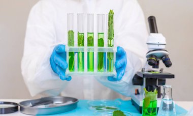 Laboratuvardaki bitkilerin araştırması. Seçici odaklanma. Doğa.