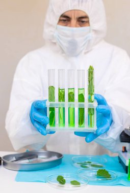 Laboratuvardaki bitkilerin araştırması. Seçici odaklanma. Doğa.