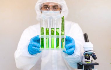 Laboratuvardaki bitkilerin araştırması. Seçici odaklanma. Doğa.