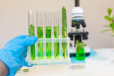 Laboratuvardaki bitkilerin araştırması. Seçici odaklanma. Doğa.