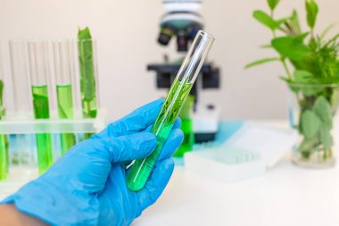 Laboratuvardaki bitkilerin araştırması. Seçici odaklanma. Doğa.