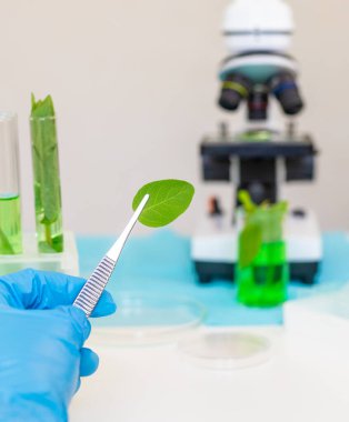 Laboratuvardaki bitkilerin araştırması. Seçici odaklanma. Doğa.