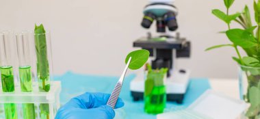 Laboratuvardaki bitkilerin araştırması. Seçici odaklanma. Doğa.