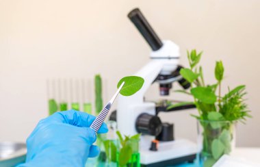 Laboratuvardaki bitkilerin araştırması. Seçici odaklanma. Doğa.