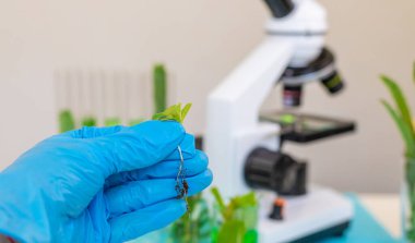 Laboratuvardaki bitkilerin araştırması. Seçici odaklanma. Doğa.