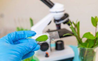 Laboratuvardaki bitkilerin araştırması. Seçici odaklanma. Doğa.