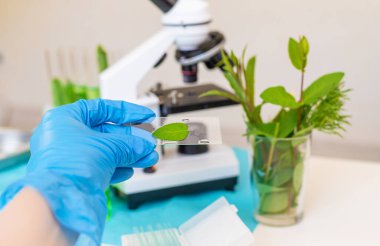 Laboratuvardaki bitkilerin araştırması. Seçici odaklanma. Doğa.