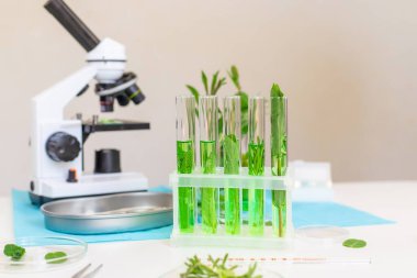 Laboratuvardaki bitkilerin araştırması. Seçici odaklanma. Doğa.