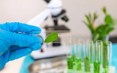 Laboratuvardaki bitkilerin araştırması. Seçici odaklanma. Doğa.