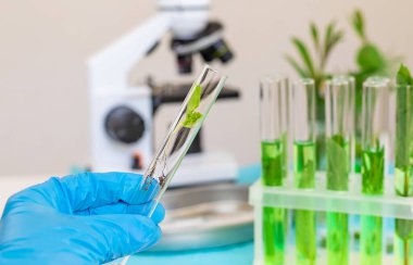 Laboratuvardaki bitkilerin araştırması. Seçici odaklanma. Doğa.