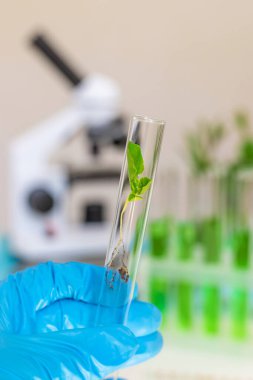 Laboratuvardaki bitkilerin araştırması. Seçici odaklanma. Doğa.