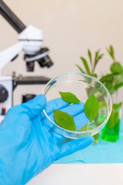 Laboratuvardaki bitkilerin araştırması. Seçici odaklanma. Doğa.