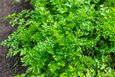 Bahçede maydanoz yetişiyor. Seçici odaklanma. Doğa.