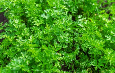 Bahçede maydanoz yetişiyor. Seçici odaklanma. Doğa.