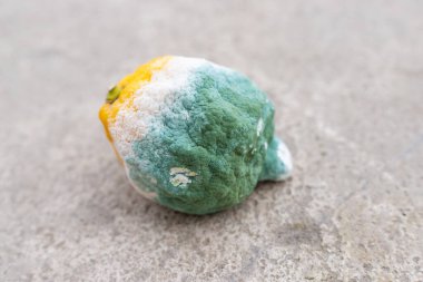 Küfle kaplı limon. Seçici odaklanma. yiyecek.