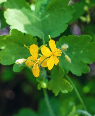 Şifalı bitkisel selandin özü ve diyet takviyeleri. Seçici odaklanma. Doğa.