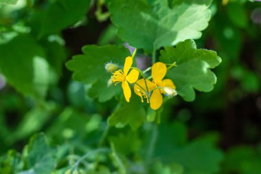 Şifalı bitkisel selandin özü ve diyet takviyeleri. Seçici odaklanma. Doğa.