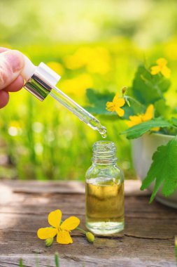 Şifalı bitkisel selandin özü ve diyet takviyeleri. Seçici odaklanma. Doğa.