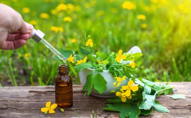 Şifalı bitkisel selandin özü ve diyet takviyeleri. Seçici odaklanma. Doğa.