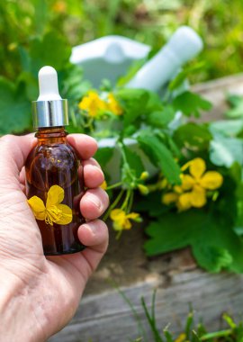 Şifalı bitkisel selandin özü ve diyet takviyeleri. Seçici odaklanma. Doğa.