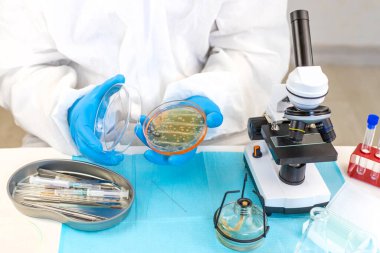 Laboratuvardaki petri kabındaki bakterileri inceleyin. Seçici odaklanma. Doğa.