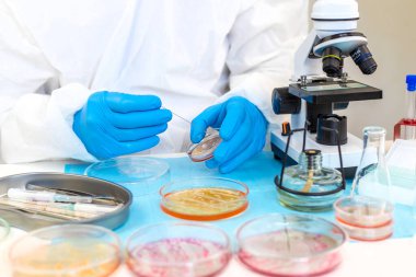 Laboratuvardaki petri kabındaki bakterileri inceleyin. Seçici odaklanma. Doğa.