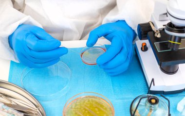 Laboratuvardaki petri kabındaki bakterileri inceleyin. Seçici odaklanma. Doğa.