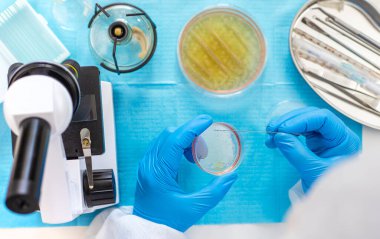 Laboratuvardaki petri kabındaki bakterileri inceleyin. Seçici odaklanma. Doğa.