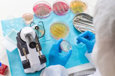 Laboratuvardaki petri kabındaki bakterileri inceleyin. Seçici odaklanma. Doğa.